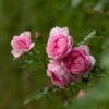 Rosa Mum In A Million (Renaissance Series) ('Poulren013') (PBR) 2 Rosa Mum In A Million (Renaissance Series) ('Poulren013') (PBR) -Cheap Tree Sprigs Store pl2000017678