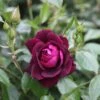 Rosa Burgundy Ice ('Prose') (PBR) -Cheap Tree Sprigs Store pl2000018184