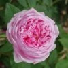 Rosa 'Comte De Chambord' (Madame Boll) -Cheap Tree Sprigs Store pl2000018186