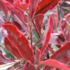 Photinia × Fraseri Pink Marble ('Cassini') 1 Photinia × Fraseri Pink Marble ('Cassini') -Cheap Tree Sprigs Store pl2000018192
