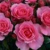 Rosa You're Beautiful ('Fryracy') (PBR) 2 Rosa You're Beautiful ('Fryracy') (PBR) -Cheap Tree Sprigs Store pl2000020640