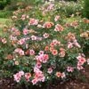 Rosa For Your Eyes Only ('Cheweyesup') (PBR) 1 Rosa For Your Eyes Only ('Cheweyesup') (PBR) -Cheap Tree Sprigs Store pl2000020975