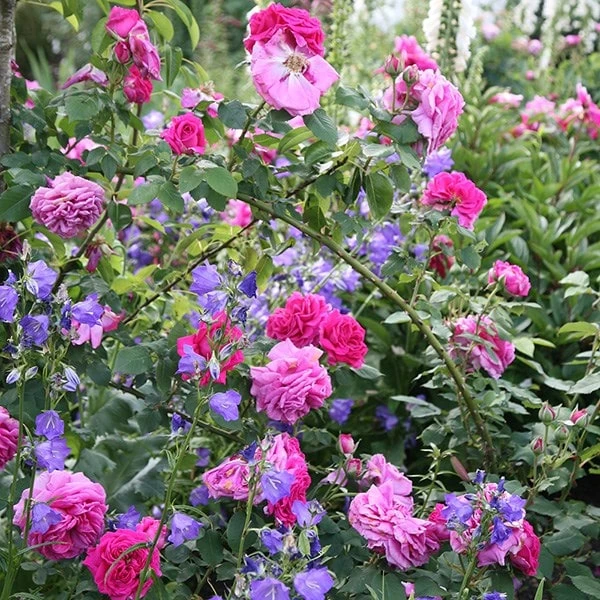 Rosa 'Madame Isaac Péreire' 4 Rosa 'Madame Isaac Péreire' - Image 2