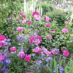 Rosa 'Madame Isaac Péreire' 7 Rosa 'Madame Isaac Péreire' -Cheap Tree Sprigs Store pl2000021227 card3 lg