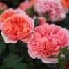 Rosa Duchess Of Cornwall ('Tan97157') 2 Rosa Duchess Of Cornwall ('Tan97157') -Cheap Tree Sprigs Store pl2000023586