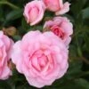 Rosa Happy Retirement ('Tantoras') (PBR) 1 Rosa Happy Retirement ('Tantoras') (PBR) -Cheap Tree Sprigs Store pl2000023897