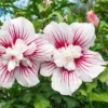 Hibiscus Syriacus Starburst Chiffon ('Rwoods6') (PBR) (Chiffon Series) 1 Hibiscus Syriacus Starburst Chiffon ('Rwoods6') (PBR) (Chiffon Series) -Cheap Tree Sprigs Store pl2000023900