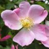 Rosa Canina 2 Rosa Canina -Cheap Tree Sprigs Store pl2000025243