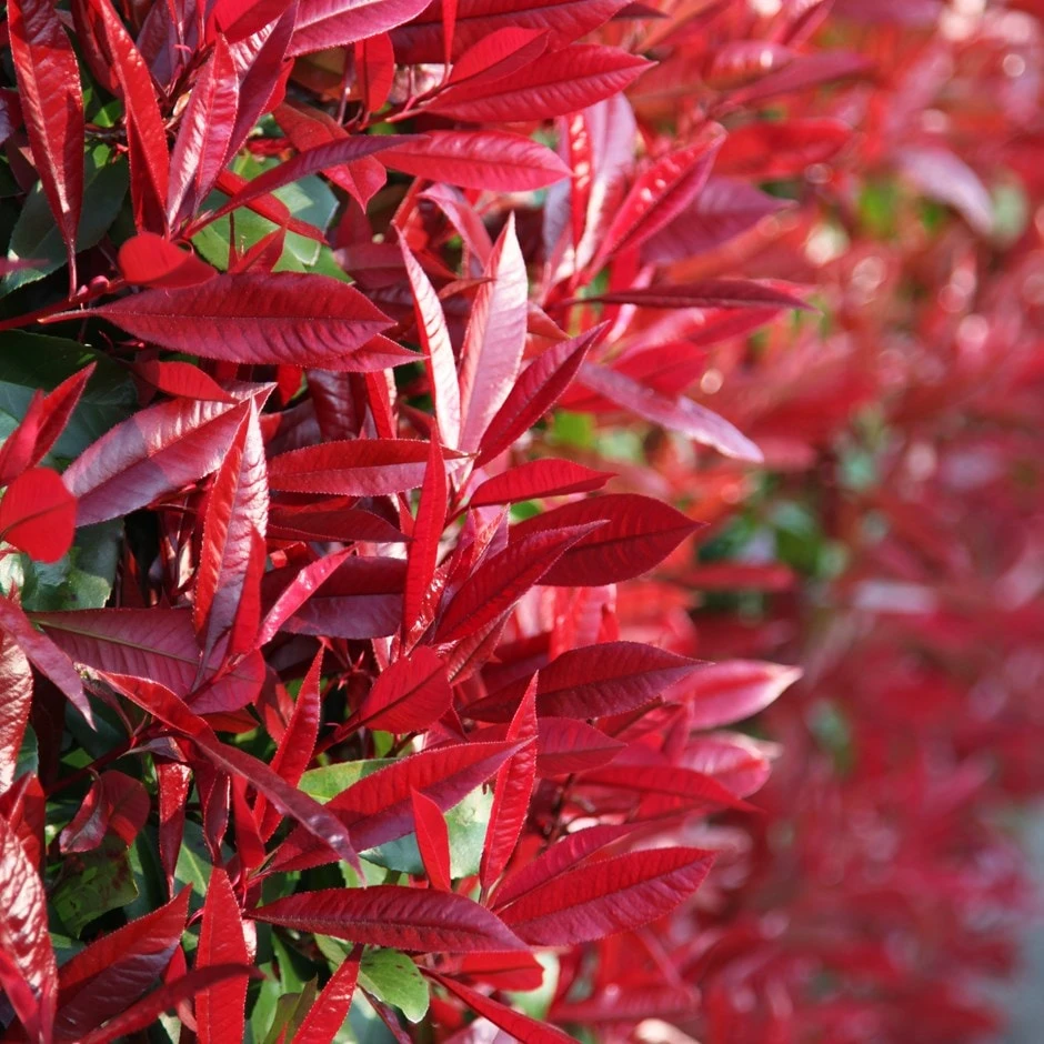 Photinia × Fraseri 'Red Robin' 3 Photinia × Fraseri 'Red Robin'