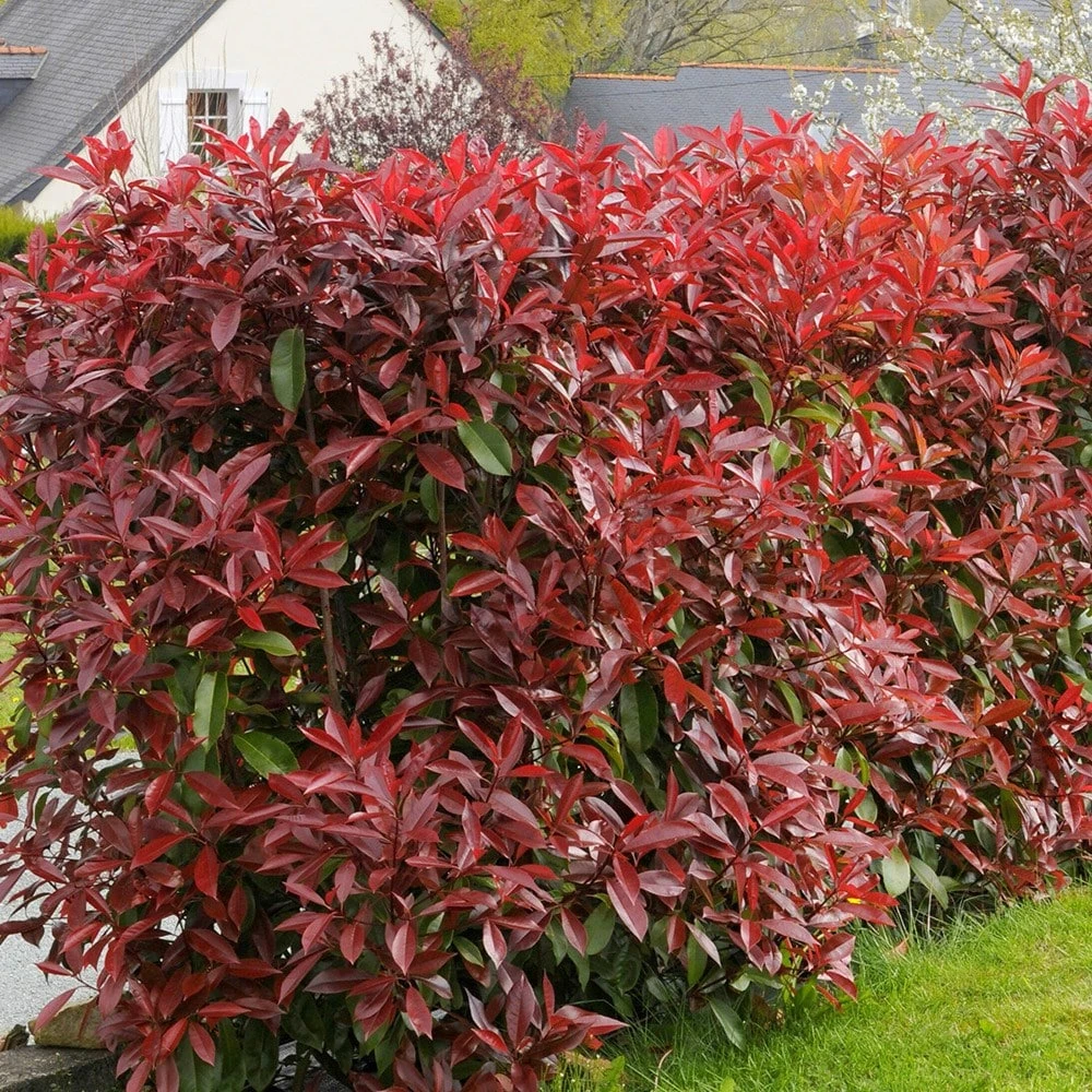 Photinia × Fraseri 'Red Robin' 4 Photinia × Fraseri 'Red Robin' - Image 2