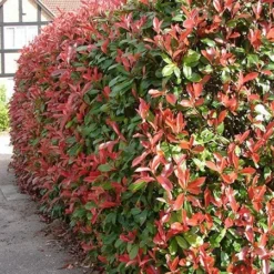 Photinia × Fraseri 'Red Robin' 8 Photinia × Fraseri 'Red Robin' -Cheap Tree Sprigs Store pl2000026435 card3 lg
