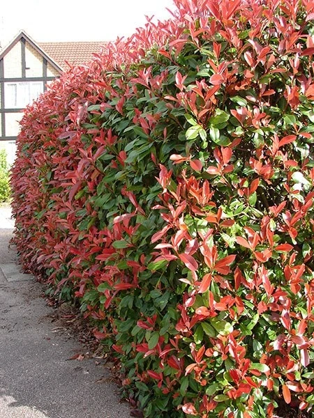 Photinia × Fraseri 'Red Robin' 5 Photinia × Fraseri 'Red Robin' - Image 3