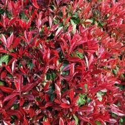 Photinia × Fraseri 'Red Robin' 9 Photinia × Fraseri 'Red Robin' -Cheap Tree Sprigs Store pl2000026435 card4 lg