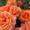 Rosa Scent From Heaven ('Chewbabaluv') (PBR) 1 Rosa Scent From Heaven ('Chewbabaluv') (PBR) -Cheap Tree Sprigs Store pl2000028209