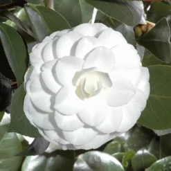 Camellia Japonica 'Nuccio's Gem' 6 Camellia Japonica 'Nuccio's Gem' -Cheap Tree Sprigs Store pl2000029141 card2 lg