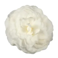 Camellia Japonica 'Nuccio's Gem' 7 Camellia Japonica 'Nuccio's Gem' -Cheap Tree Sprigs Store pl2000029141 card3 lg