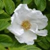 Rosa Rugosa 'Alba' 1 Rosa Rugosa 'Alba' -Cheap Tree Sprigs Store pl2000032867