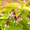 Leycesteria Golden Lanterns ('Notbruce') (PBR) 1 Leycesteria Golden Lanterns ('Notbruce') (PBR) -Cheap Tree Sprigs Store pl2000037169