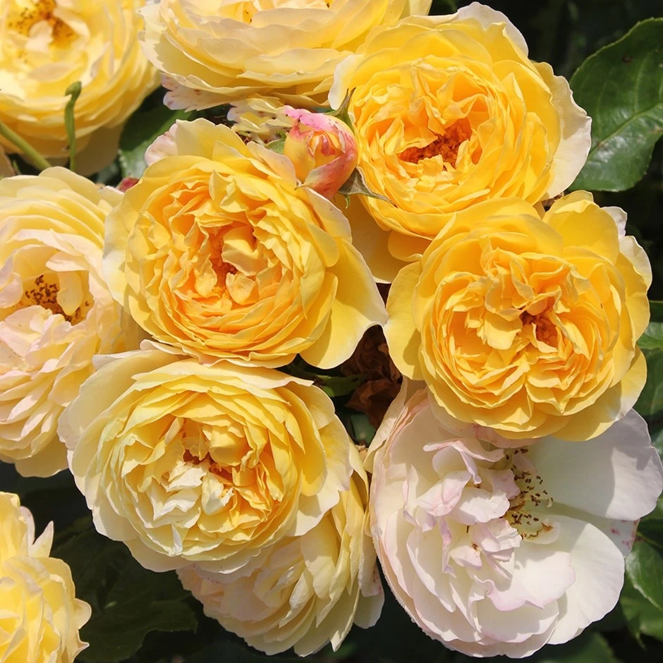 Rosa Belle De Jour ('Deljauper') (PBR) 3 Rosa Belle De Jour ('Deljauper') (PBR)