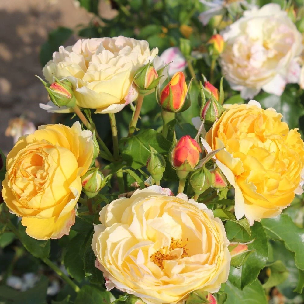 Rosa Belle De Jour ('Deljauper') (PBR) 4 Rosa Belle De Jour ('Deljauper') (PBR) - Image 2