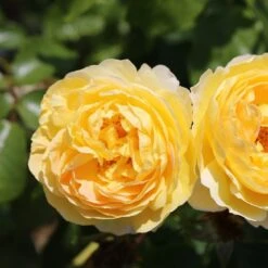 Rosa Belle De Jour ('Deljauper') (PBR) 11 Rosa Belle De Jour ('Deljauper') (PBR) -Cheap Tree Sprigs Store pl2000040031 card4 lg