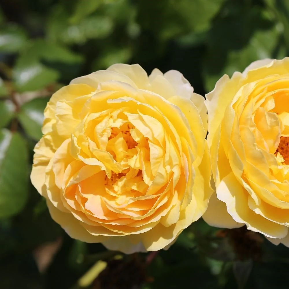 Rosa Belle De Jour ('Deljauper') (PBR) 6 Rosa Belle De Jour ('Deljauper') (PBR) - Image 4