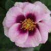 Rosa Eyes For You ('Pejbigeye') (PBR) 2 Rosa Eyes For You ('Pejbigeye') (PBR) -Cheap Tree Sprigs Store pl2000040464
