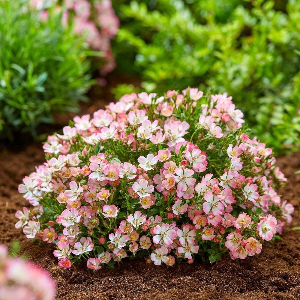 Rosa Cutie Pie ('ROP007') (PBR) 4 Rosa Cutie Pie ('ROP007') (PBR) - Image 2