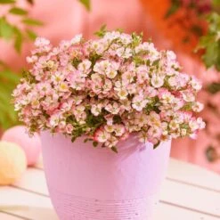 Rosa Cutie Pie ('ROP007') (PBR) 10 Rosa Cutie Pie ('ROP007') (PBR) -Cheap Tree Sprigs Store pl2000041521 card3 lg