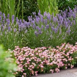 Rosa Cutie Pie ('ROP007') (PBR) 11 Rosa Cutie Pie ('ROP007') (PBR) -Cheap Tree Sprigs Store pl2000041521 card4 lg