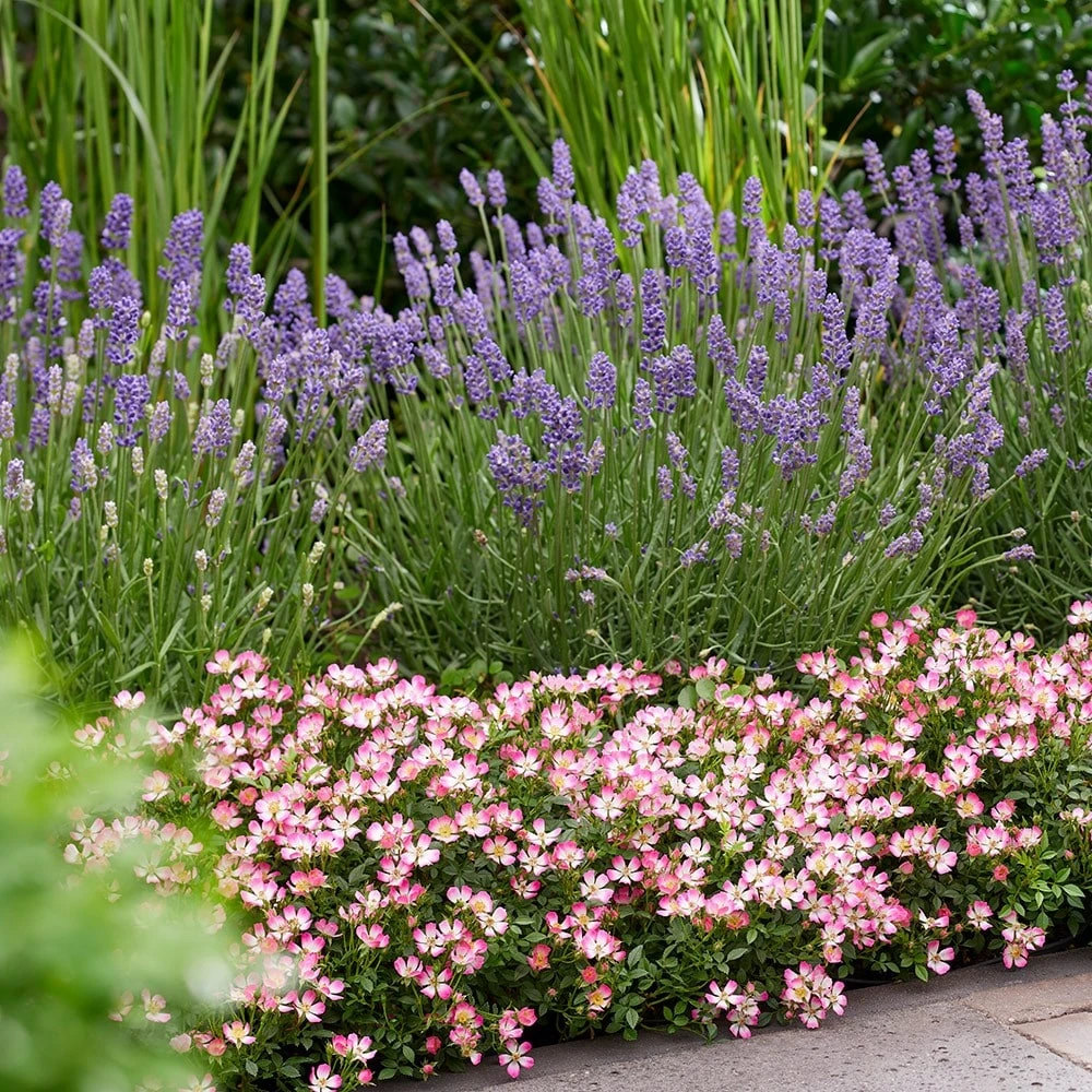 Rosa Cutie Pie ('ROP007') (PBR) 6 Rosa Cutie Pie ('ROP007') (PBR) - Image 4