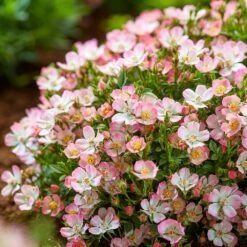 Rosa Cutie Pie ('ROP007') (PBR) 12 Rosa Cutie Pie ('ROP007') (PBR) -Cheap Tree Sprigs Store pl2000041521 card5 lg