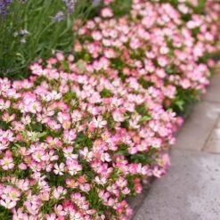 Rosa Cutie Pie ('ROP007') (PBR) 13 Rosa Cutie Pie ('ROP007') (PBR) -Cheap Tree Sprigs Store pl2000041521 card6 lg