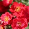 Rosa Flower Carpet Sunset ('Deseoo') (PBR) 1 Rosa Flower Carpet Sunset ('Deseoo') (PBR) -Cheap Tree Sprigs Store pl2000042874