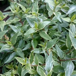 Abelia × Grandiflora Lucky Lots ('Wevo2') (PBR) 7 Abelia × Grandiflora Lucky Lots ('Wevo2') (PBR) -Cheap Tree Sprigs Store pl2000043067 card3 lg