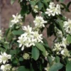 Amelanchier Alnifolia 'Obelisk' (PBR) 2 Amelanchier Alnifolia 'Obelisk' (PBR) -Cheap Tree Sprigs Store pl2000043110