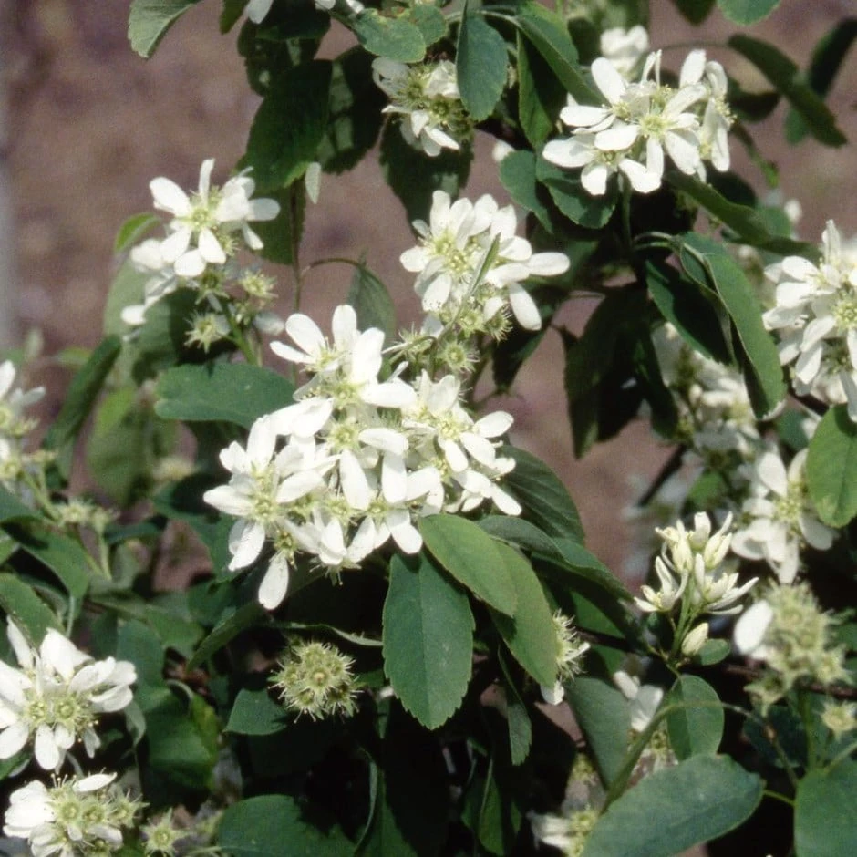 Amelanchier Alnifolia 'Obelisk' (PBR) 3 Amelanchier Alnifolia 'Obelisk' (PBR)