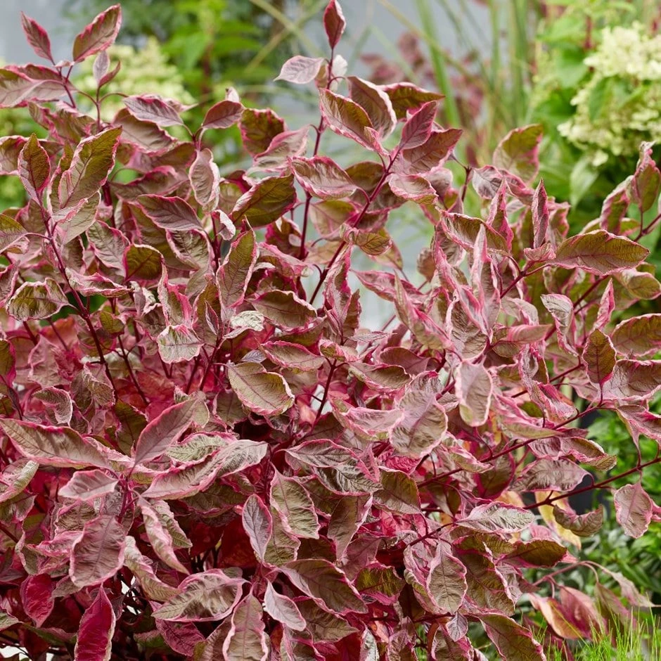 Cornus Alba Miracle ('Verpaalen2') (PBR) 3 Cornus Alba Miracle ('Verpaalen2') (PBR)