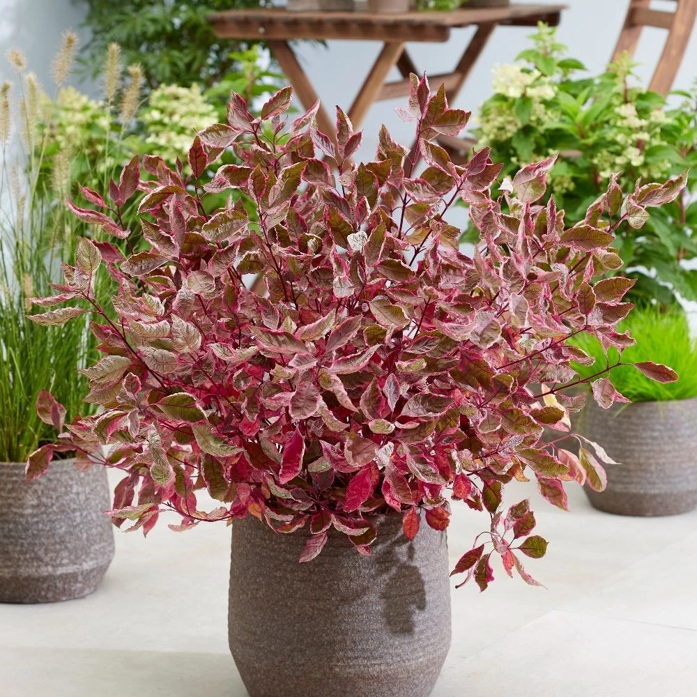 Cornus Alba Miracle ('Verpaalen2') (PBR) 4 Cornus Alba Miracle ('Verpaalen2') (PBR) - Image 2