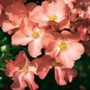 Rosa Flower Carpet Coral ('Norlesa') (PBR) 2 Rosa Flower Carpet Coral ('Norlesa') (PBR) -Cheap Tree Sprigs Store pl2000044025