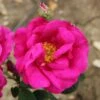 Rosa Gallica Var. Officinalis 1 Rosa Gallica Var. Officinalis -Cheap Tree Sprigs Store pl2000044026