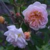 Rosa 'Ghislaine De Féligonde' 1 Rosa 'Ghislaine De Féligonde' -Cheap Tree Sprigs Store pl2000044030