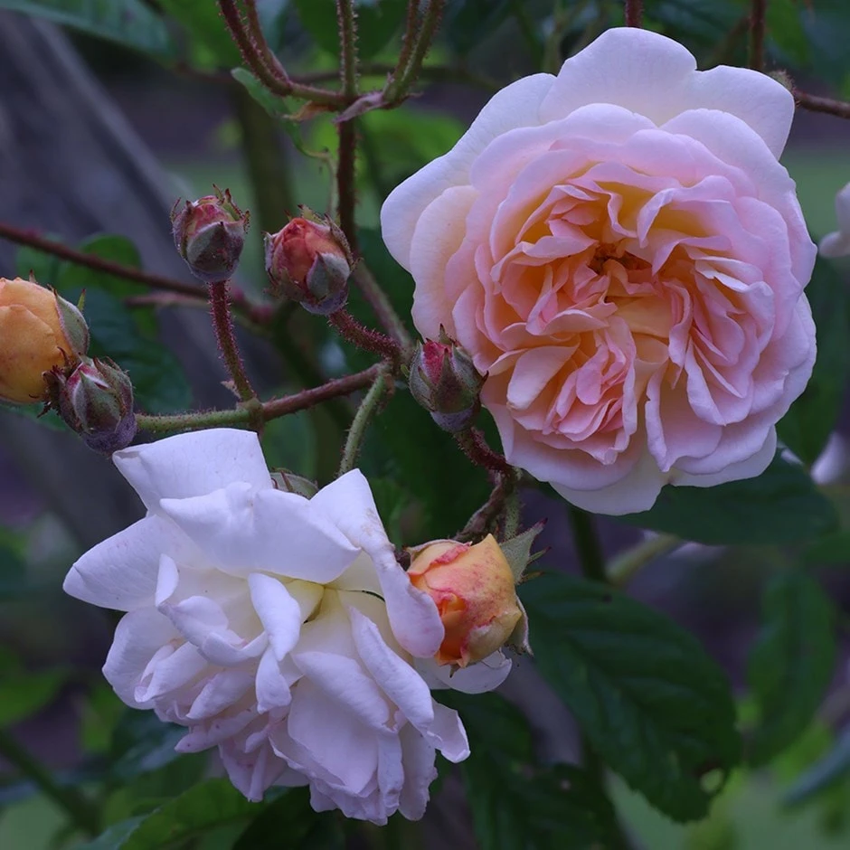 Rosa 'Ghislaine De Féligonde' 3 Rosa 'Ghislaine De Féligonde'