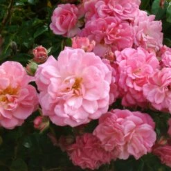 Rosa 'Rural England' -Cheap Tree Sprigs Store pl2000044031 card2 lg