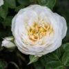 Rosa 'White Patio' 1 Rosa 'White Patio' -Cheap Tree Sprigs Store pl2000044038
