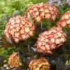 Hydrangea Macrophylla 'Light My Fire' (Black Diamonds Series) 1 Hydrangea Macrophylla 'Light My Fire' (Black Diamonds Series) -Cheap Tree Sprigs Store pl2000045402
