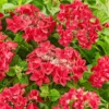 Hydrangea Macrophylla 'Teller Red' 2 Hydrangea Macrophylla 'Teller Red' -Cheap Tree Sprigs Store pl2000045404