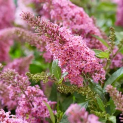 Buddleja Little Pink (’BotEx 005’) (PBR) (Butterfly Candy Series) 7 Buddleja Little Pink (’BotEx 005’) (PBR) (Butterfly Candy Series) -Cheap Tree Sprigs Store pl2000045428 card2 lg