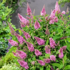 Buddleja Little Pink (’BotEx 005’) (PBR) (Butterfly Candy Series) 8 Buddleja Little Pink (’BotEx 005’) (PBR) (Butterfly Candy Series) -Cheap Tree Sprigs Store pl2000045428 card3 lg