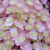 Hydrangea Macrophylla Love ('Youme H1917') (PBR) 2 Hydrangea Macrophylla Love ('Youme H1917') (PBR) -Cheap Tree Sprigs Store pl2000045449